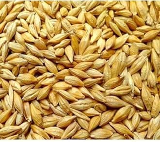 OKHLI MUSAL BRAND Organic Whole Grain Barley Seed For Planting or Sprouting - Non-GMO, 500GM For Barley Grass, Animal Feed, or Barley Flour - Rich in Fiber, Protein, and Nutrients