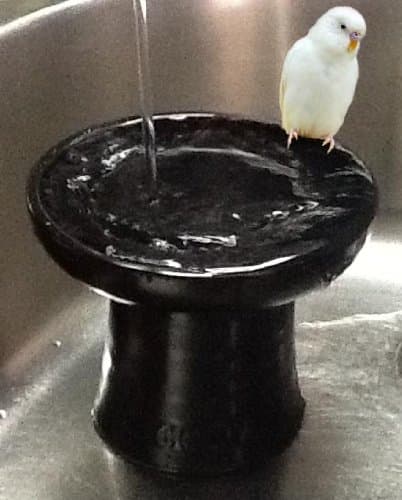 Indoor Bird Bath Birdbath For Parakeets Canaries Other Small Birds - Raven Black