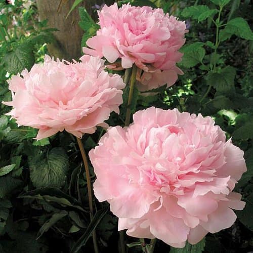 Peony, paeonia lactiflora mix 3 bare rooted plants