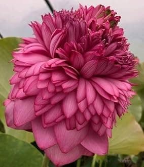 Go Green Ultimated Thousand Petal Lotus Plant, Hybrid Lotus Tuber(Rhizome) Live, Water Lily Large Size Flower Surely Blooming Within 45 Days