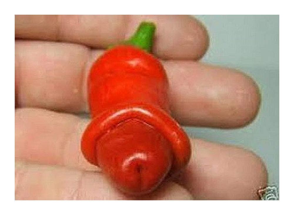 Chili Peter Pepper Red - hot pepper - 5 seeds