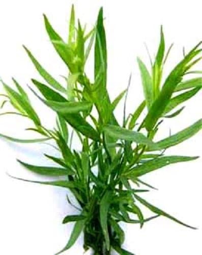 HEIRLOOM NON GMO Tarragon 350 seeds