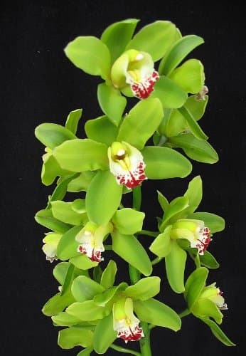 Cymbidium King Arthur 'Green Giant' orchid seedling