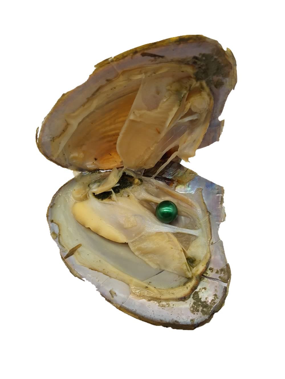 5PCS 9-11mm Edison Pearls Oysters with Pearls Inside,Edison Pearl Oyster,Large Big Pearls Mixed Colors