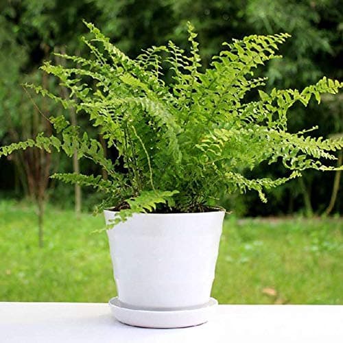 100 pcs Boston Fern Seeds