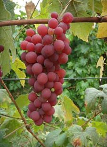 Live Grape Plant/Vine - Red Seedless Reliance - ORDER NOW FOR FALL PLANTING