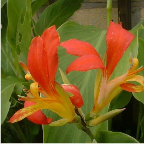 Canna indica - Cannas Arrowroot - Spg - Seeds