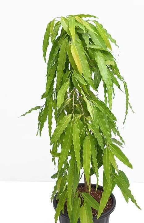 FloraPlax Holy Ashopalav Tree Ashoka Tree Live Healthy Sapling Plant (Ashoka)