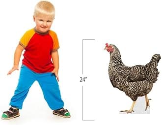 Hen - Life Size Cardboard Cutout Standup People with Support Standee | Animals -2