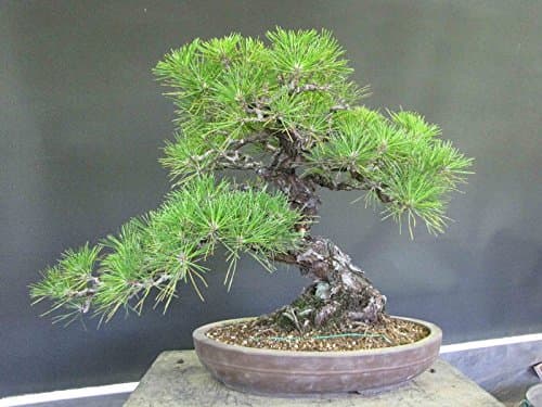Lucky Bonsai Suitable Pine Tree Seeds (5+ Seeds Pack)