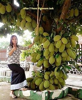 Creative Farmer Live Plant Jack Fruit Largest Tree Fleshy Jackfruit Exotic Garden Plant(1 Healthy Live Plant)