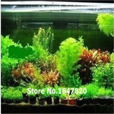 100pcs 22kinds Java Fish Tank Fern Aquatic Seeds Moss-Live Aquarium Plant, Bonsai plant seeds,
