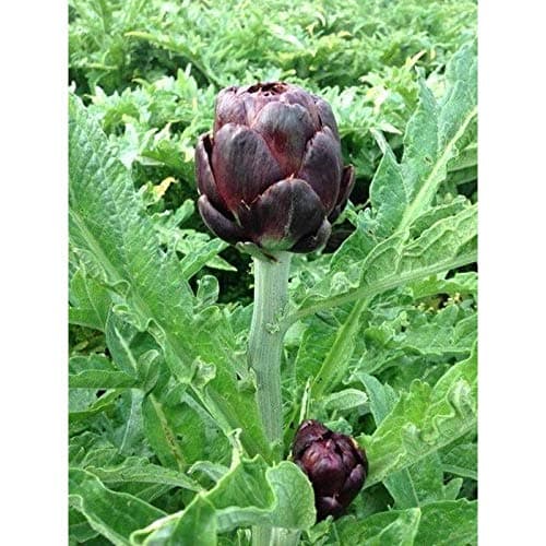 Colorado Star Artichoke Seeds (40 Seed Pack)
