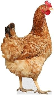 Hen - Life Size Cardboard Cutout Standup People with Support Standee | Animals -1