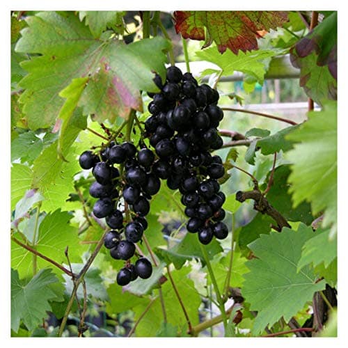 Plants Point Rare Exotic Tropical Fruit Grape Vitis vinifera Giant Red Globe Grapes 1 Healthy Vine Cutting Plant on Poly Bag