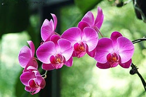 Real - 200 Butterfly Orchid Seeds