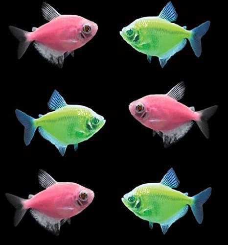 GloFish Live Fish Collections (Tetra Tulip)