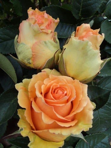 100 Fresh Hot Peach Roses | 50 cm. long (20")