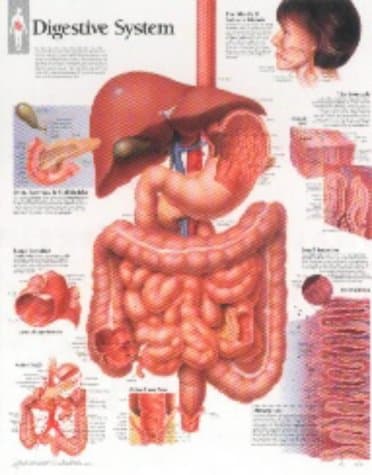 Digestive System chart: Laminated Wall Chart