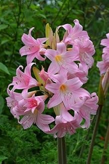 Belladonna Lily Imported Flower Bulbs for Home and Gardening Pack of 2 Bulbs