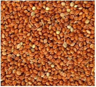 Red Millet Seed Budgie Finch Canary or Wild Bird Food 10kg 5kg 3kg 2kg 1kg 500g Garden Bird Food (Red 2kg)