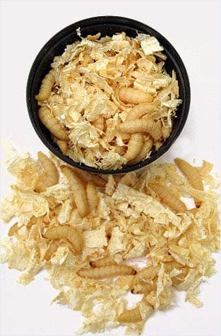 waxworm larvae bulk 1000 4 x 250 (300g) 20mm - 30mm