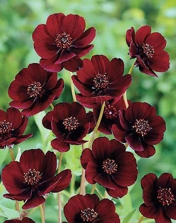Chocolate Cosmos Flowering Scented Summer Bulb/Root x1 WPC Prins Quality