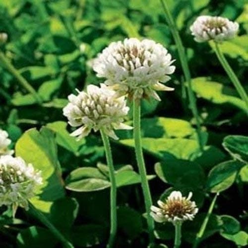 Outsidepride White Dutch Clover Seed: Nitro-Coated, Inoculated - 10 LBS