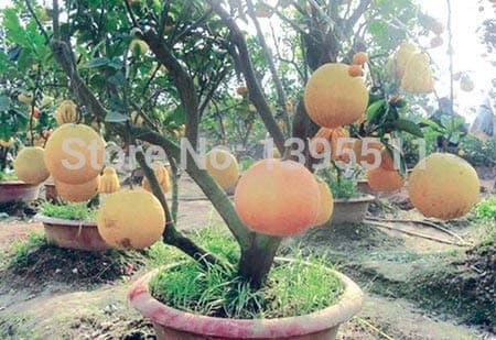New Arrival!!! 20/Bag Hardy Mini Pummello Pomelo Pomello Tree Dwarf kao Pan Grape Fruit! Rare Bonsai Fruit Seeds for Home Garden