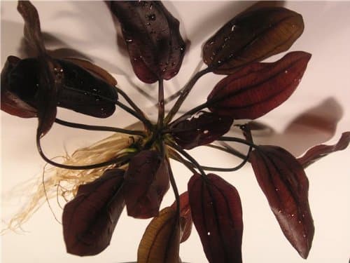 Echinodorus Aflame - Live Aquarium Plant