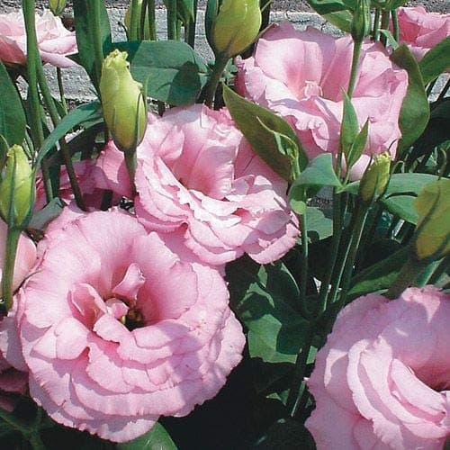 zumari 15pcs LISIANTHUS Echo Flower Seeds