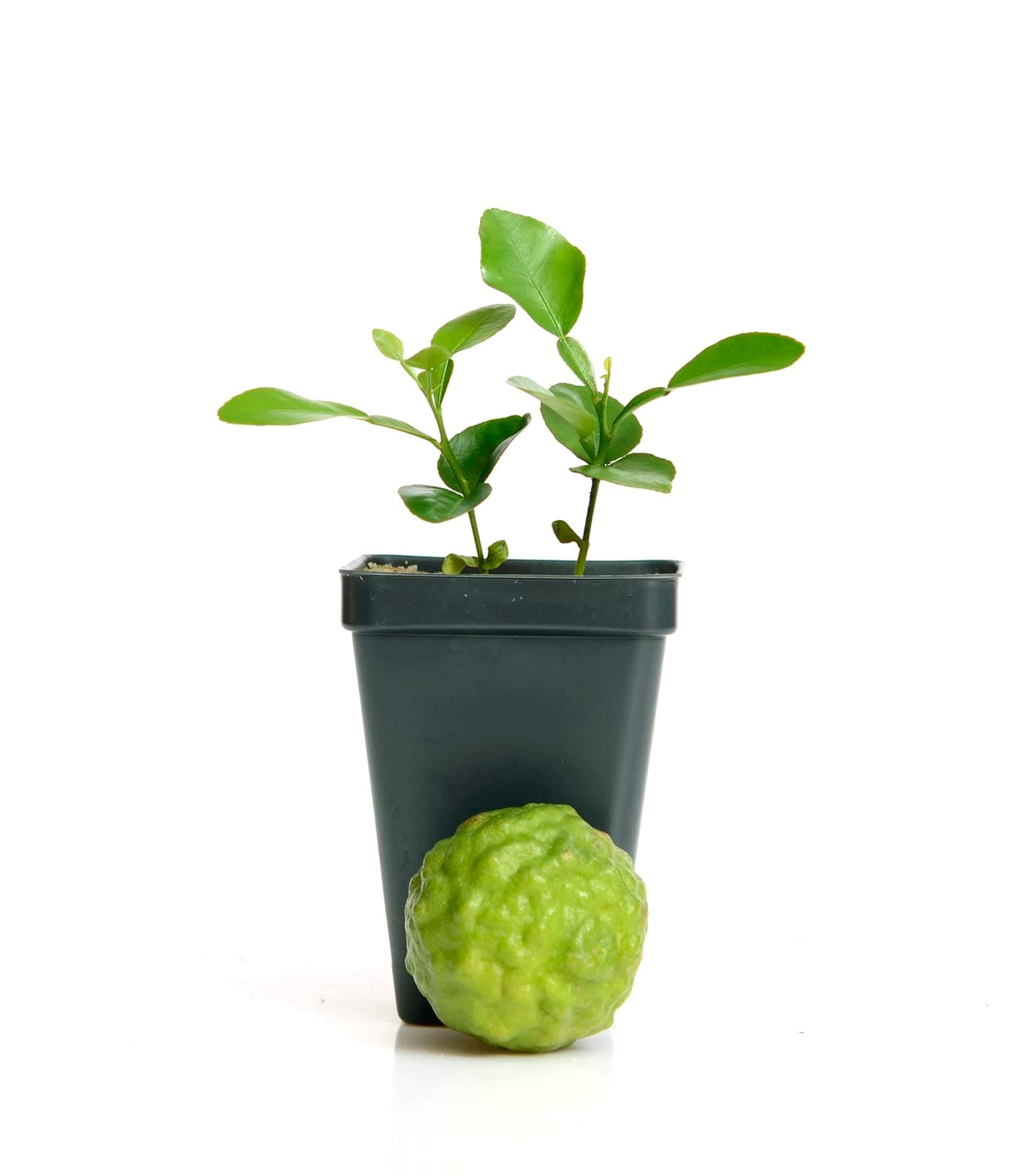 Kaffir Lime Tree - Pot of 2 Starter Plants. Citrus Hystrix. Makrut Lime. 3” - 5”