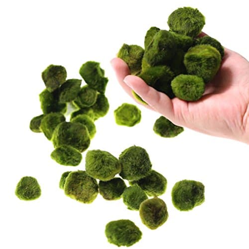 20pcs Giant Marimo Moss Balls 0.6"~1.2" (Cladophora aegagrophila) Live Plant Freshwater Aquarium