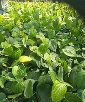 Golden Bloom Desi betel leaf/Pan Plant Pack Of 1 Plant -Height 12 CM