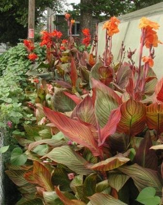 Plantsworld Canna Variegated Live Plant