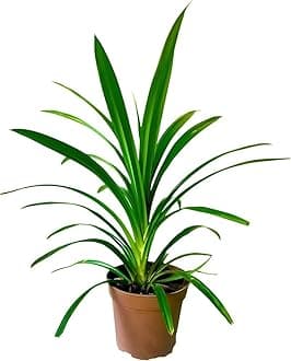 HYBRID PANDAN/BIRYANI LEAF PLANT ORGANIC OUTDOOR GARDEN LIVE BASMATI PATTA TREE