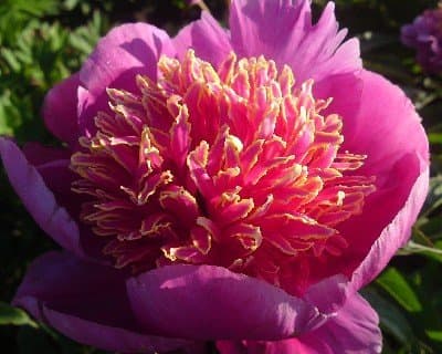 Neon Peony Flower Seeds 30 Seed Pack Easy Grow