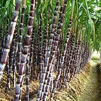 200 Seeds Sugar Cane Seeds Rum Syrup Rock Candy Sugar Crystals 6-18 Feet Tall