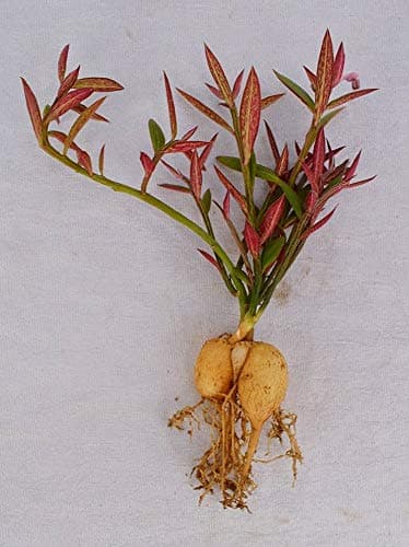 Monadenium Rubellum (Caudex) Live Plant