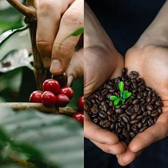 Arabica coffee live plant for gardening (Pack of 1 Live plant)