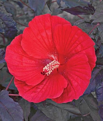 10 Midnight Marvel Hardy Hibiscus Seeds
