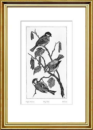 Single-colored hand-crafted etching Vögel, Meisen (Germany) by Behrens in a gold-channeling frame behind a mount, graphics, art design, art print