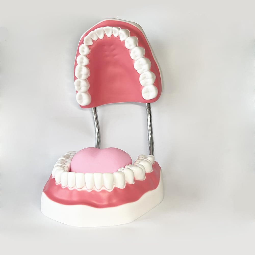 Dental Standard Six Times Teeth Model Dental Teaching Models Magnification Full Mouth Model Typodont Demonstration Denture Model for Kids, Dentist Students, Patient, Teaching, Studying, Displaying