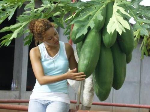 GIANT Carica Papaya, melon tree, self pollination, 11 seeds