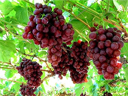 Aiden Gardens Rare Grape Plants Vitis vinifera Seedless Red Flame 1 Live plant From Vine Cuttings