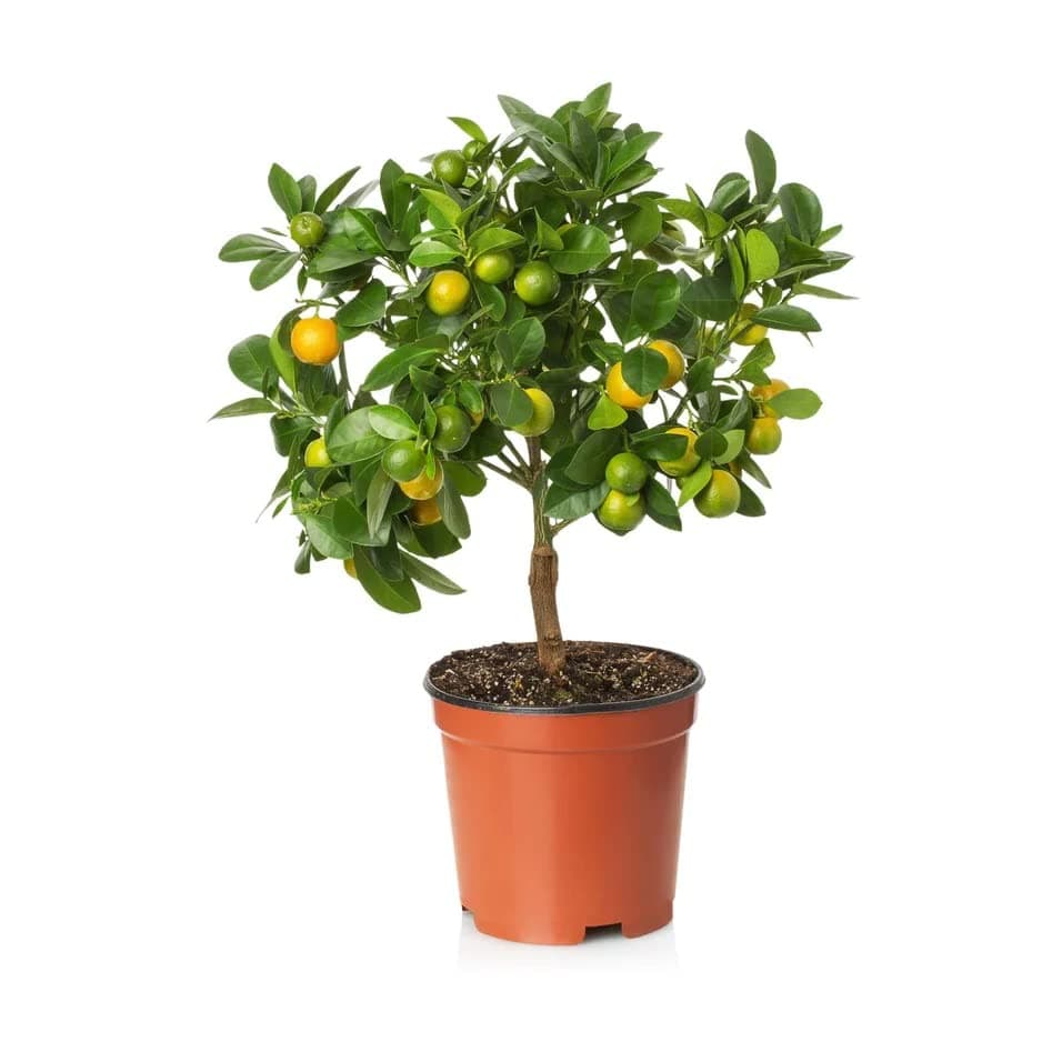 Citrus Lemon “Bin Zaheer” (Lemon) (Size: 100cm - 120cm (Pot: 08L))