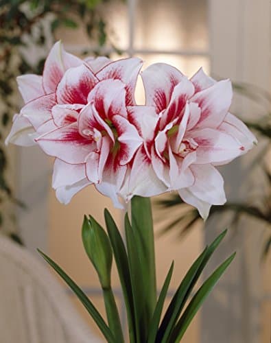 Bloomsz Amaryllis Elvas 26/28cm (1-Pack)