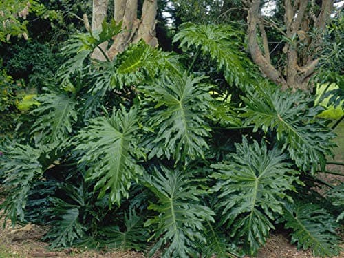 1 Starter Plant of Philodendron Hope