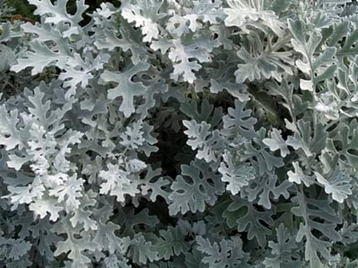 seeds Senecio Cineraria Silver Dust 250 Seeds