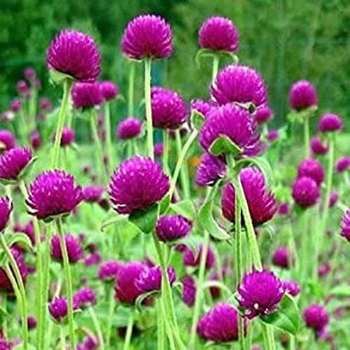 GGOOT 100pcs Sansevieria Plant Seeds